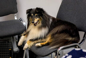 Эти четвероногие друзья человека не только выделяются своим умом, но и обладают высокой способностью к обучению