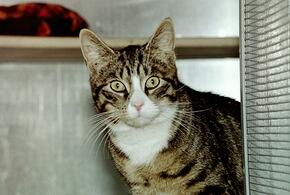 Кошка или собака: ученые выяснили, кто из них умнее