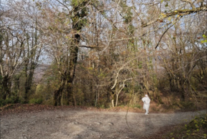 Лисы, еноты и волки: диких животных в лесах Сочи прививают от бешенства