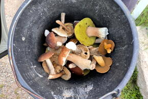 Массовое отравление грибами в Горячем Ключе, люди в тяжёлом состоянии