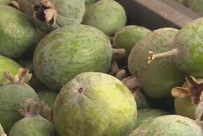 Фейхоа дает до 30 килограммов с одного дерева