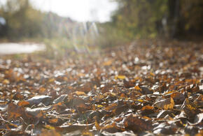 Менеджер известного банка украла у военного деньги, гигант высотой 33 метра рухнул в Сочи: ТОП-5 за 15 ноября 