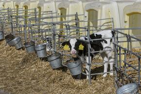 На Кубани клонируют коров, к чему это приводит