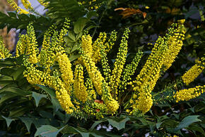 Неожиданно в парке Галицкого в Краснодаре зацвела Магония Биля
