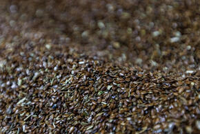 Огромная польза и пугающий вред: кому можно, а кому нельзя есть семена льна, и как правильно их употреблять