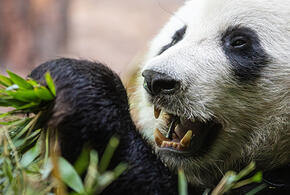 «Панда из ада»: на юге России обнаружены останки гигантского доисторического медведя