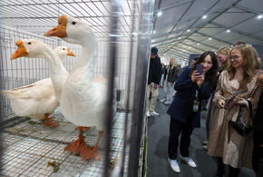 Перейдёт ли мутирующий птичий грипп на людей, ответили учёные