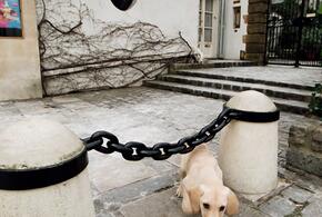 Под Краснодаром нашли измученную связанную собаку в крови, а рядом семь щенков; ушёл из жизни звезда российских сериалов: ТОП-10 за неделю