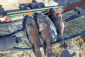 Ученые опасаются последствий для местных видов