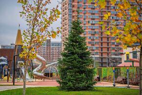 Семь метров новогоднего настроения: в ЖК «Самолет» высадили бельгийскую пихту