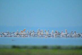 Шилоклювки и кроншнепы: редкие птицы остались зимовать в Анапе