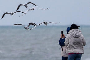 Стрельба в нескольких районах Сочи. Идут учения