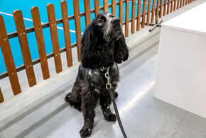 Полиция проводит проверку по факту жестокого обращения с животными