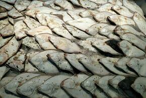 А ведь промысел азовской камбалы когда-то был вообще запрещен