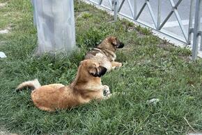 В Краснодаре начинается масштабный отлов уличных собак