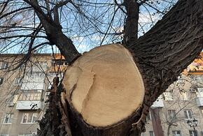 В Краснодаре вырубили дубовую аллею: власти объяснили, почему это произошло