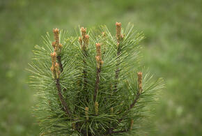 В Сочи началось пыление гималайского кедра. Чем это опасно?