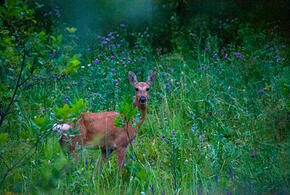 В Туапсинском районе Кубани в супермаркет забежала косуля