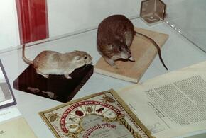 Альцгеймер побеждён? Учёные сумели вылечить болезнь, проводя опыты на мышах