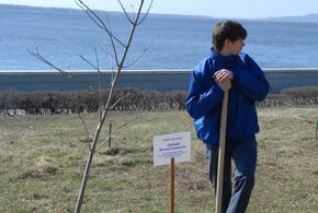 Деревья - не трогать: власти Новороссийска опубликовали жёсткие правила ухода за городской зеленью