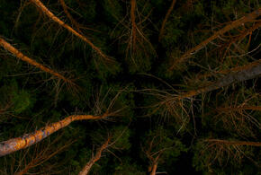 Две сочинки пошли гулять в лес и не вернулись