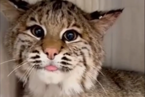 Двое рысят поселились в Кавказском заповеднике Сочи