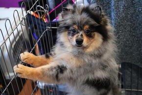 Кинологи назвали самую популярную породу собак у россиян в 2025 году