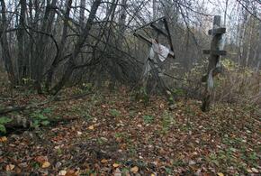 Почти все дубы и вековые деревья исчезли с территории 