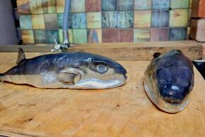 Кубанцу под видом скумбрии продали ядовитую рыбу – иглобрюха