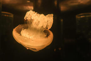 Лечить ожоги нужно с помощью ушастой медузы: к чему пришли учёные