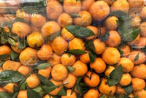 Меньше мандаринов, но больше хурмы: что везут из Абхазии в Россию?