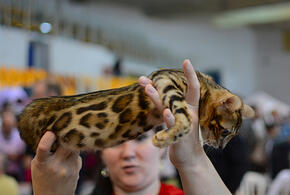 На Кубани аферистка продавала несуществующего бенгальского кота