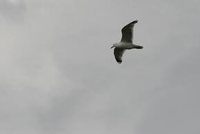 Последствия атаки БПЛА. Трубопровод с мазутом в Тамани полыхал сутки