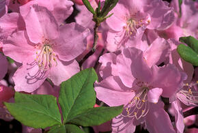 Прекрасен и ужасен: чем опасен рододендрон, распространенный на Черноморском побережье