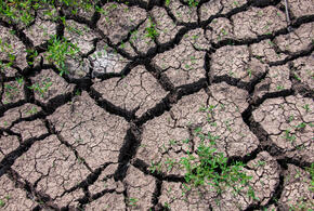 Фермер из Ленинградского района попросил помощь