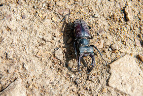 Отсутствие осадков привело к ощутимым потерям урожая