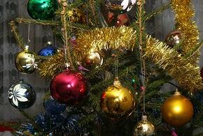 Россияне бьют тревогу. Обычные новогодние елки несут в себе страшную угрозу