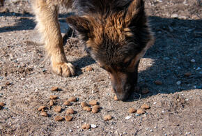 СКР возбудил уголовное дело о халатности после очередного нападения