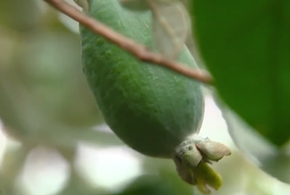 Сколько стоит экзотическая ягода фейхоа на Кубани, сбор которой завершен в регионе