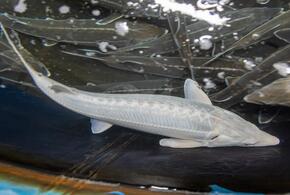 Экосистема уже трещит по швам