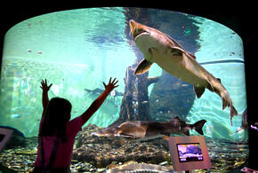 Учёные нашли гигантскую акулу возрастом 115 миллионов лет