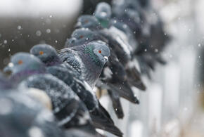 Сочи готовится к декабрьскому похолоданию: возможен снег на побережье