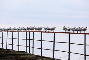 Украина назвала удары ВСУ по КТК в Новороссийске самообороной