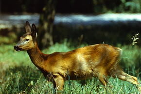 В лесах под Краснодаром разложены приманки от бешенства