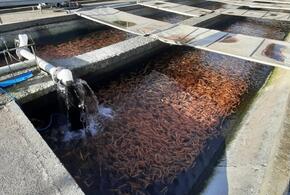  В Сочи в горную реку выпустили сотни мальков черноморского лосося