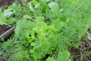 Чем опасен вредитель?