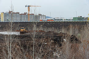 «Все усыпано трупами»: в южном регионе страны волонтеры обнаружили  горы останков погибших животных