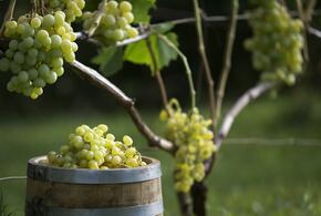 Закон о развитии винного туризма принят в финальном чтении, он повлияет и на Кубань