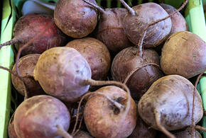 Замедлить старение мозга поможет обыкновенная свекла, рассказали ученые 