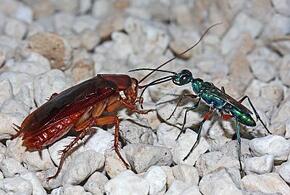 Жительница Анапы, которая сняла видео о конфетах с тараканами, заявила о клевете